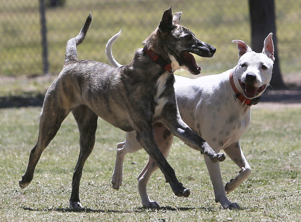 Dog park